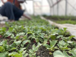 Radishes and Carrots and Silhouette - Van Repairs, Library Windows, and Sunshine