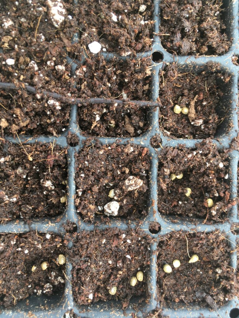 organic dirt - April Thunder Showers Bring May Salads