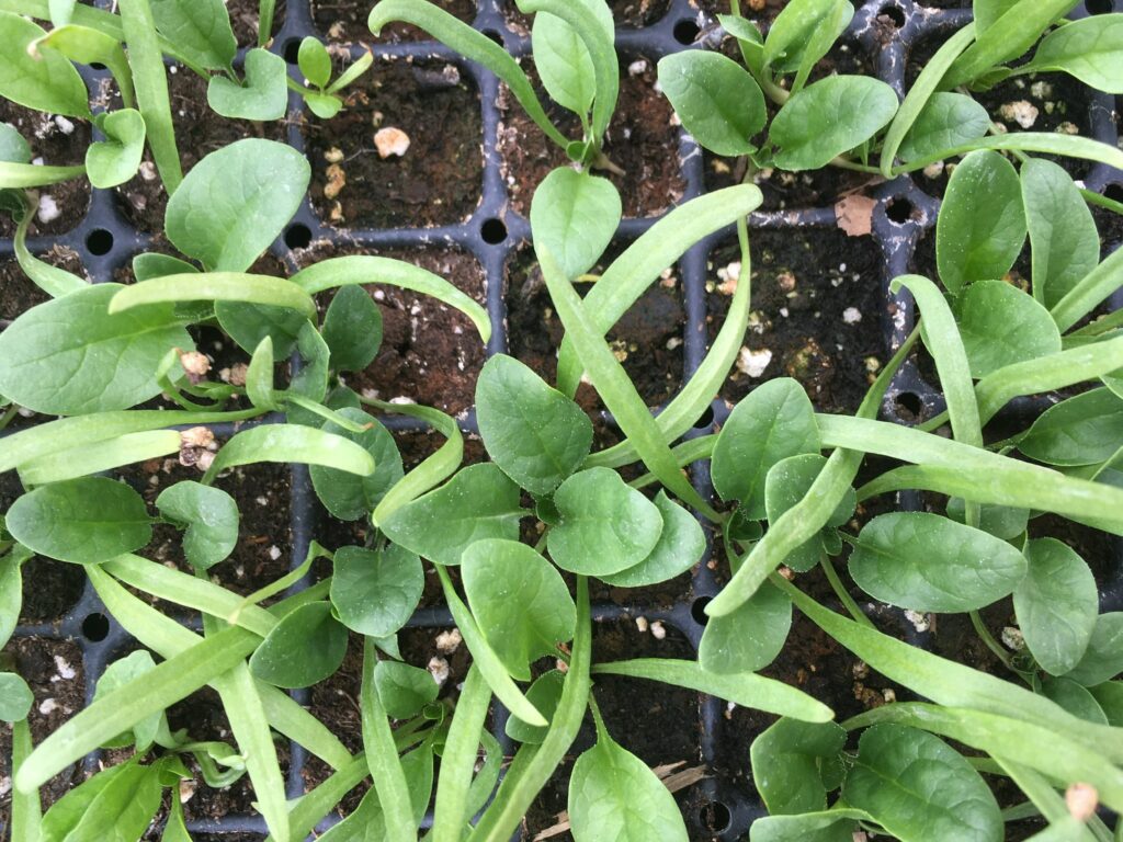 organic sprouts - April Thunder Showers Bring May Salads