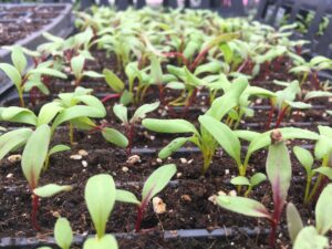 organic vegetable seedlings - April Thunder Showers Bring May Salads