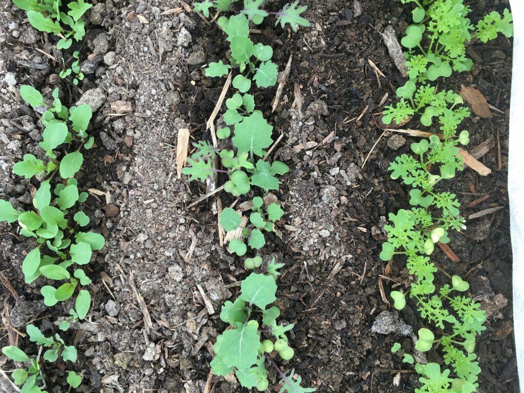 seedlings in rows - April Thunder Showers Bring May Salads