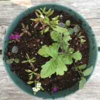 Miniature Tomato Planter