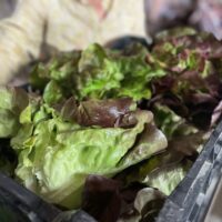 Lovely Lettuce Mix
