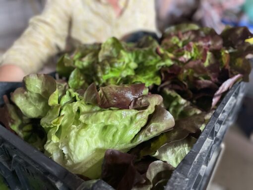 Oka72g8QO2wtUUPEdWJIQ thumb 3925 - Lovely Lettuce Mix (bulk 1lb)