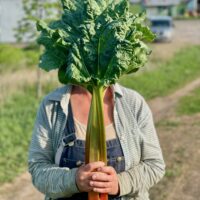 Rhubarbface