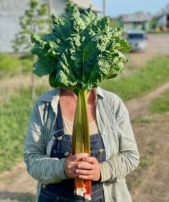 Rhubarbface