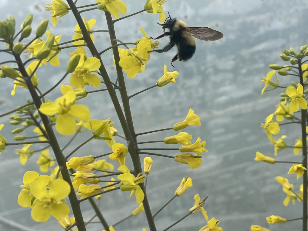 bumblebee business - Market Season Begins
