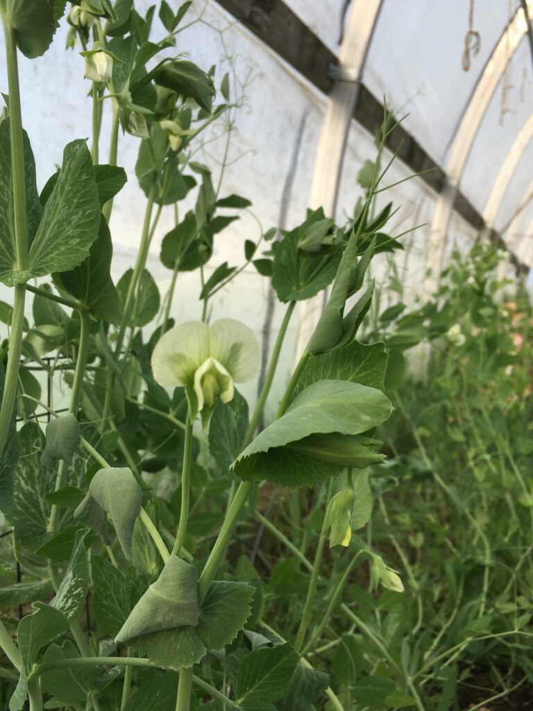 greenhouse - Market Season Begins