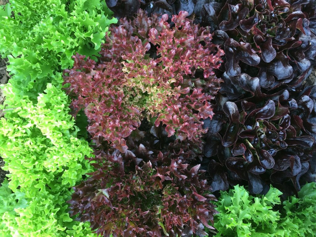 shrubbery - Market Season Begins