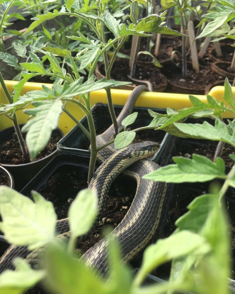 sneks and seedlings - Market Season Begins