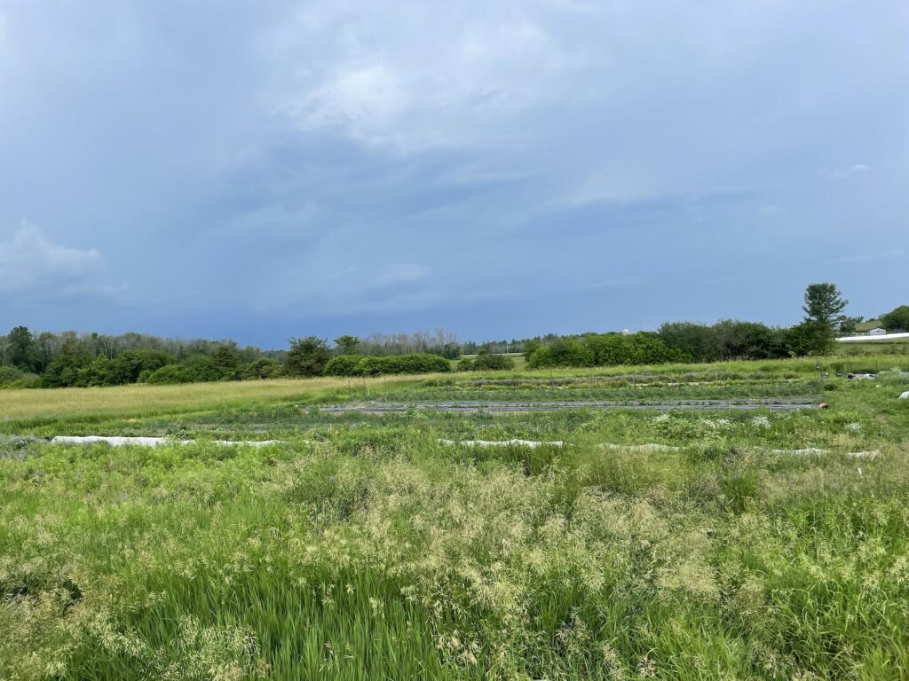 green and blue field and sky - Helter-Skelter as we Swelter