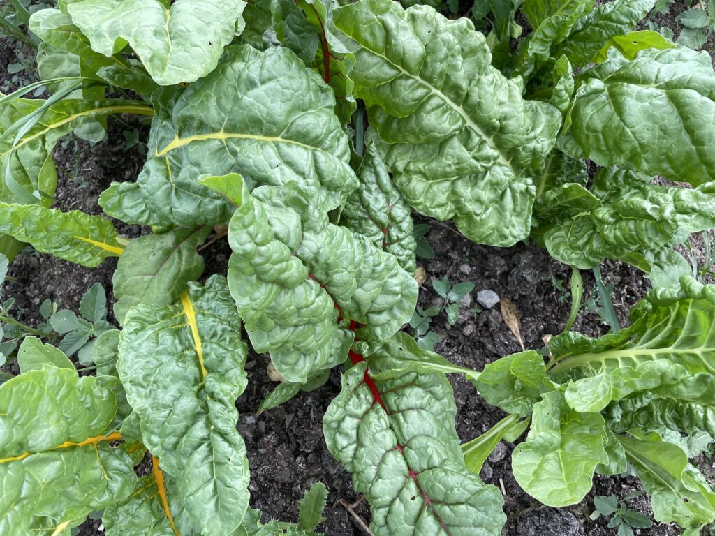 rainbow chard in the ground - Helter-Skelter as we Swelter