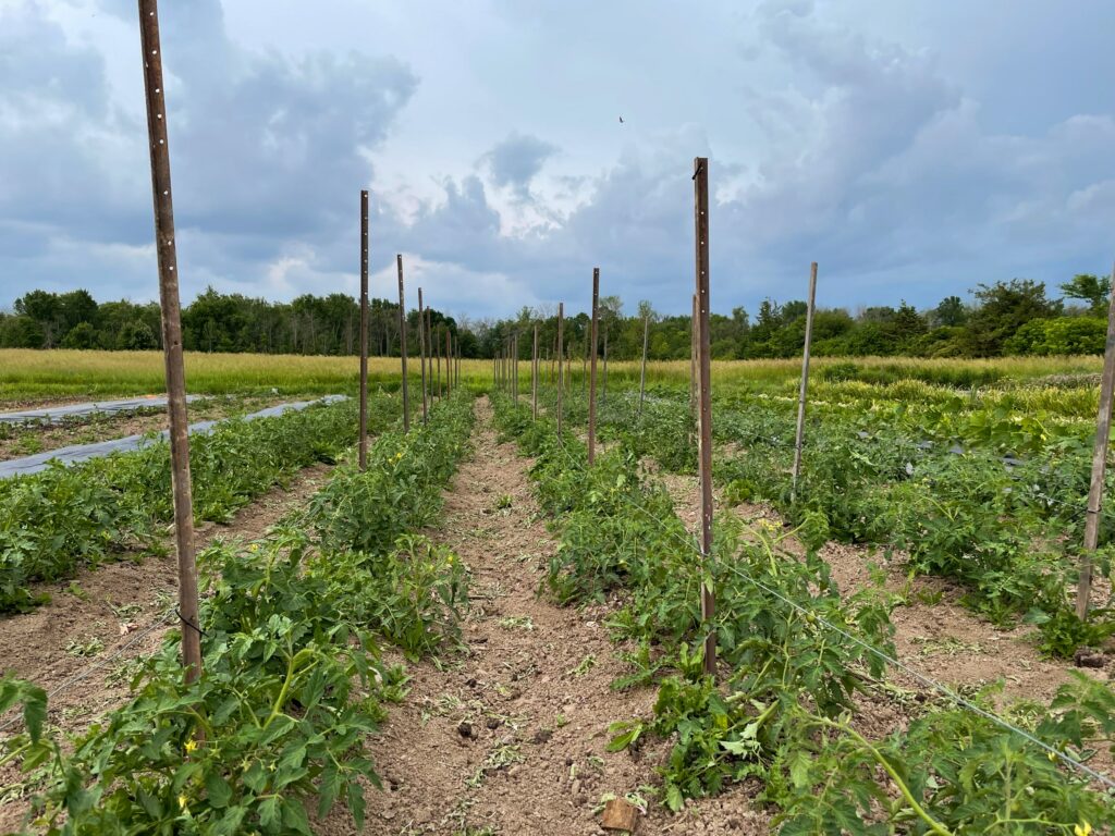 trellis and sky landscape - Helter-Skelter as we Swelter