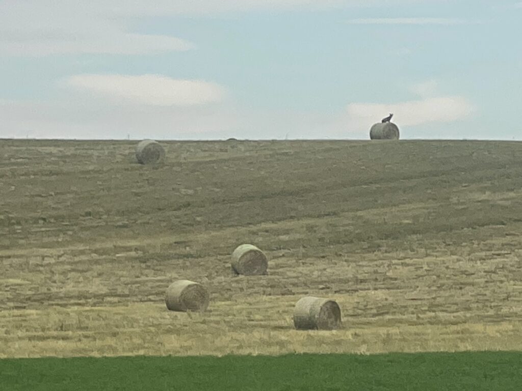 Canis latrans - Van Cat, Hay Coyote, and Snoozy Tree Groundhog Pay a Visit