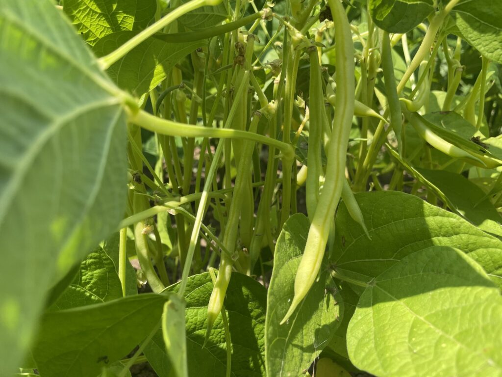 beans - Heaps of Garlic