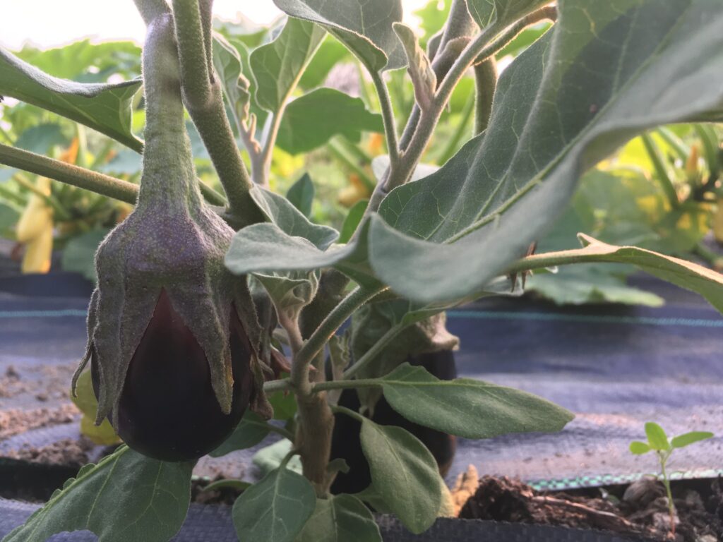 eggplants - Sometimes the best thing to do is nothing at all