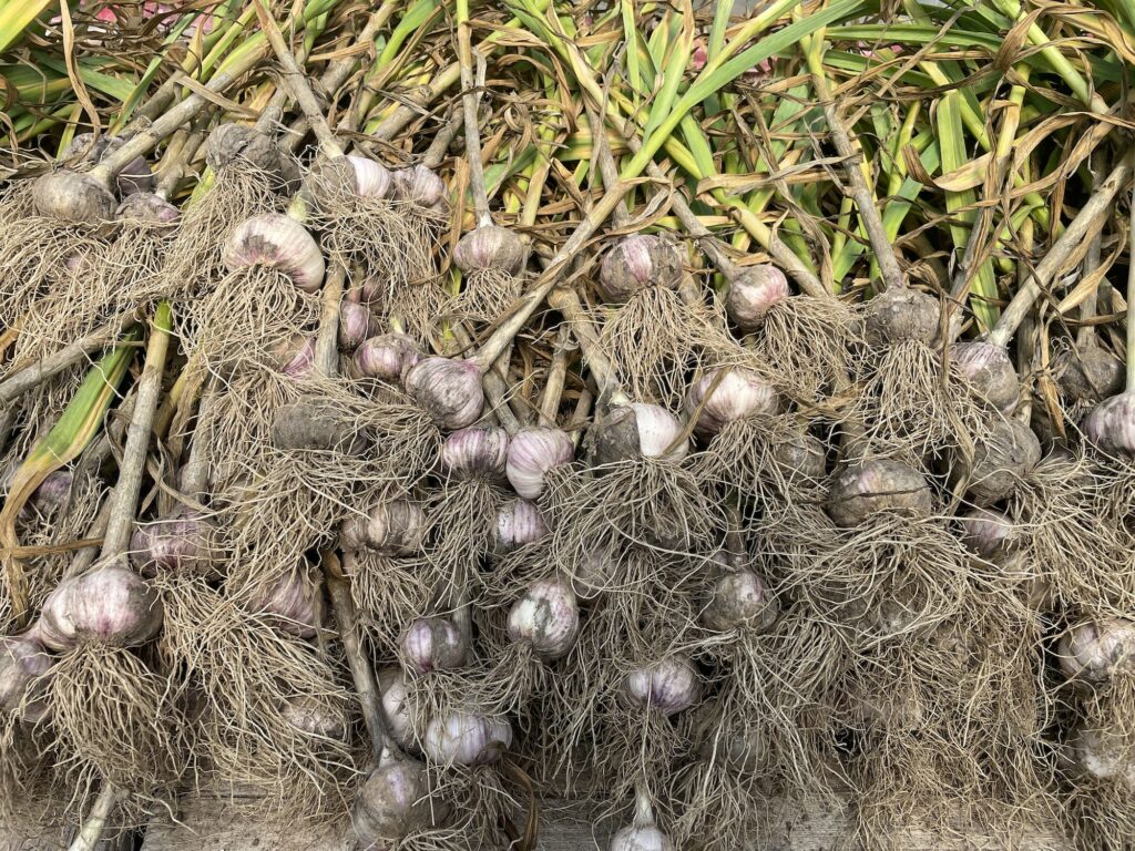 hairy garlic - Heaps of Garlic