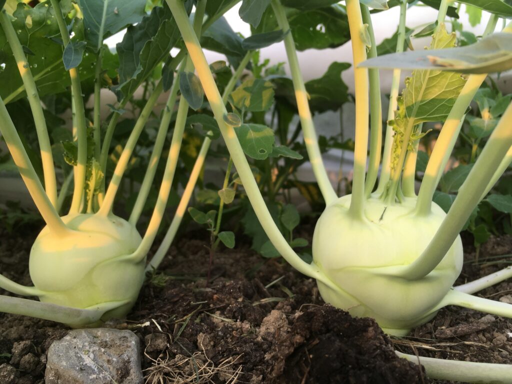 kohlrabi - Sometimes the best thing to do is nothing at all