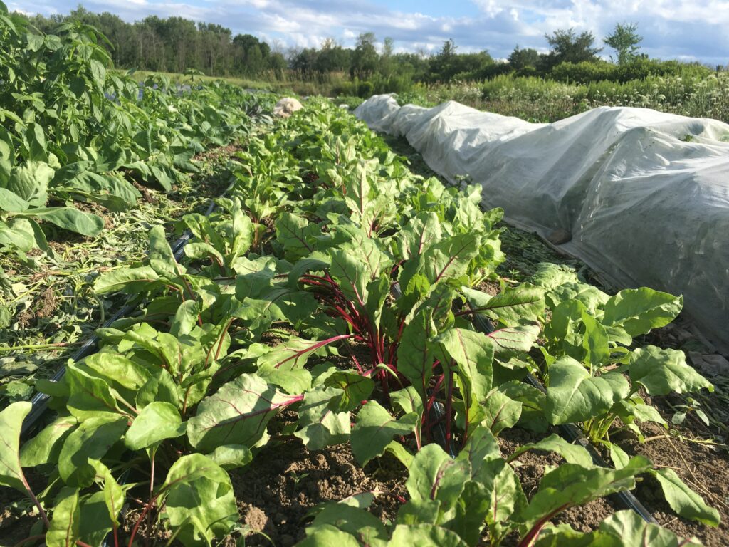 row of beet plants after weeding — so great - Summer Harvests