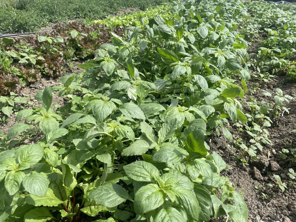 row of beet plants before weeding — TOTAL CHAOS - Summer Harvests