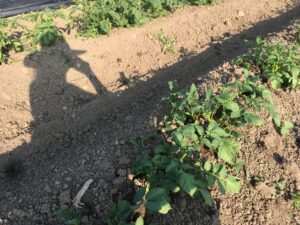 shadow of a farmer 1 - Long Days, Short Newsletters
