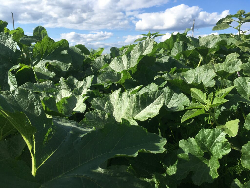 squash leaves - Summer Harvests