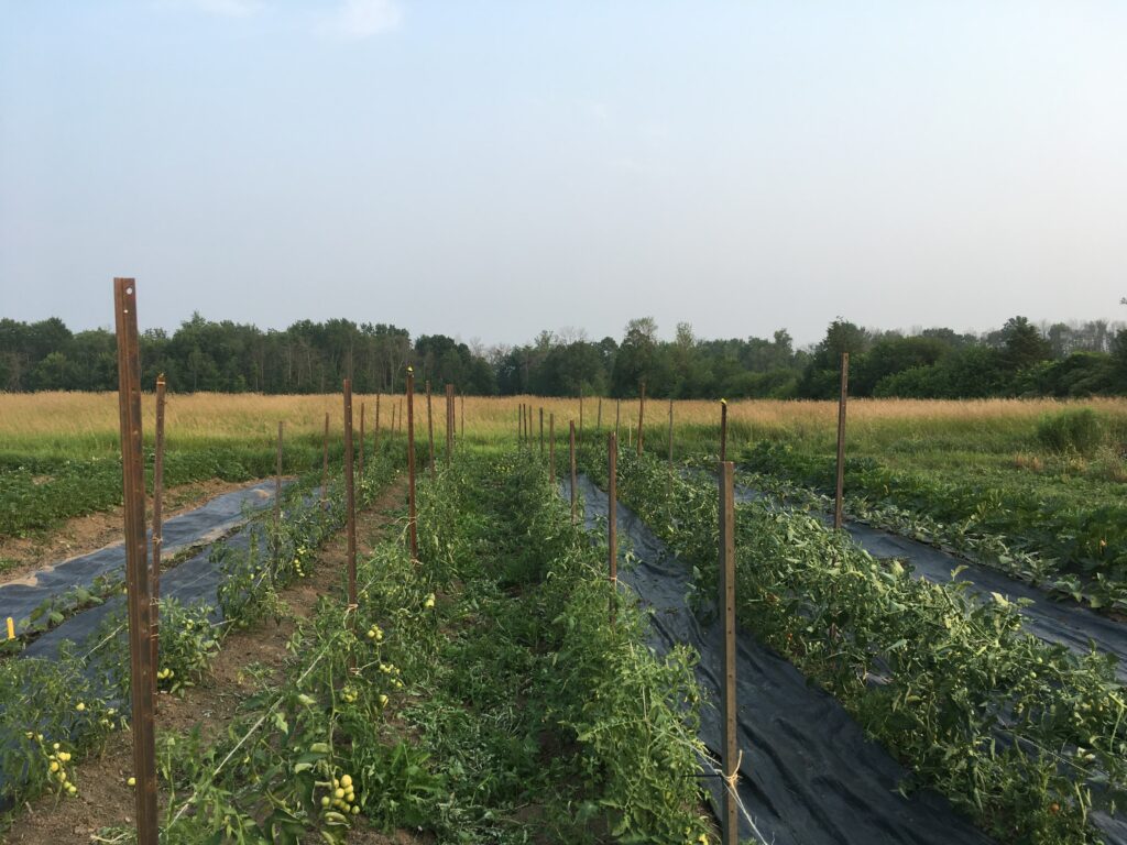 tomatoes stakes with birds - Sometimes the best thing to do is nothing at all