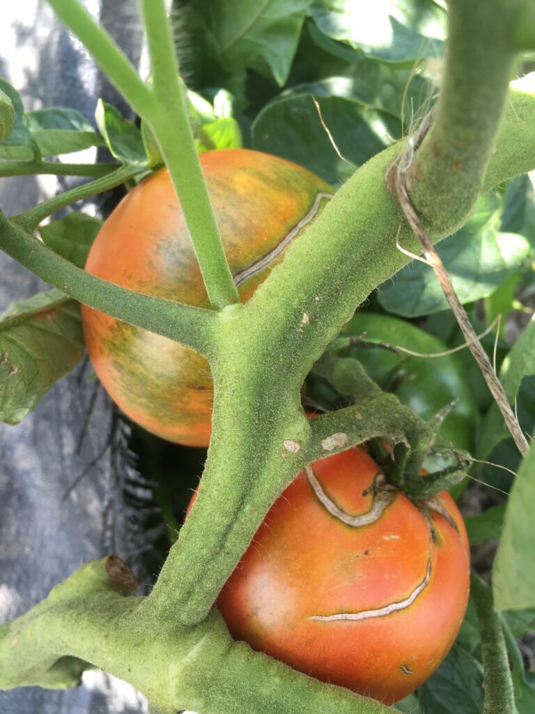 two tomatoes on a vine - Summer Harvests