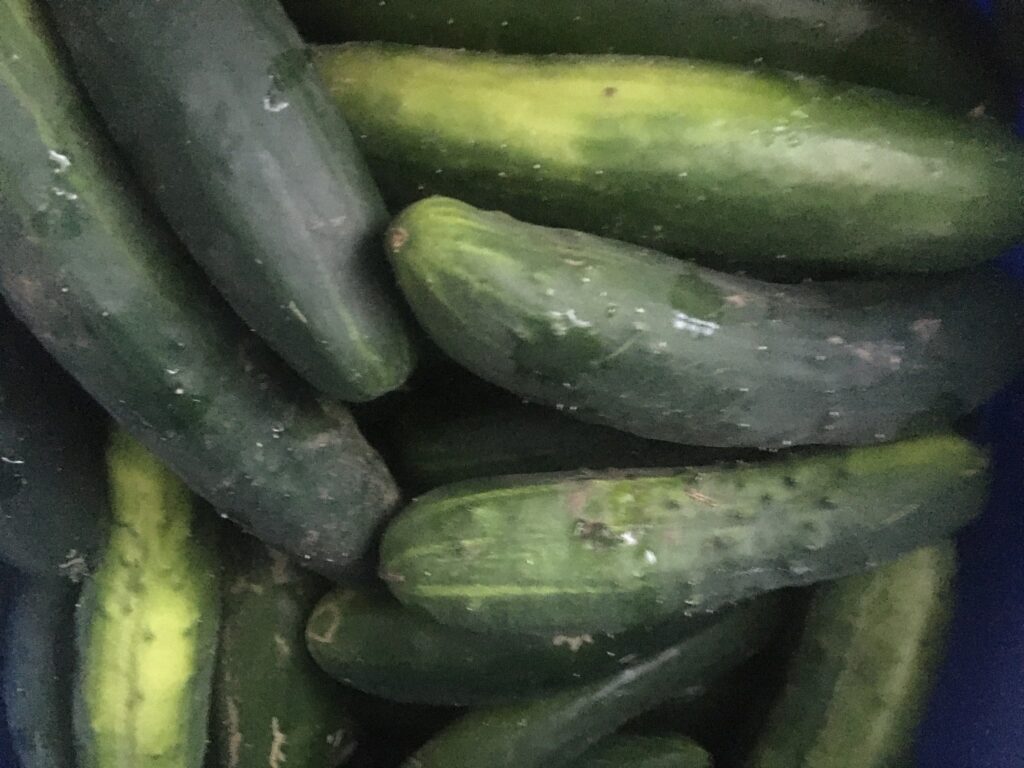 Cuccumbers or Zuchini - Many Hands