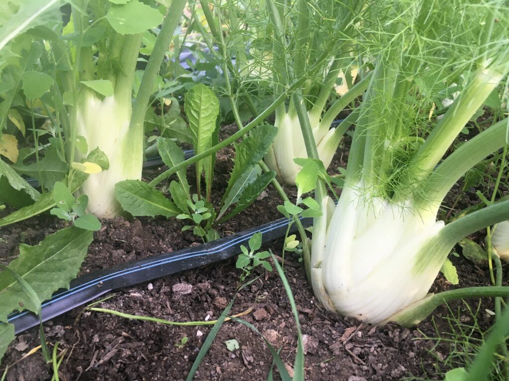 Fennel - Awesome August