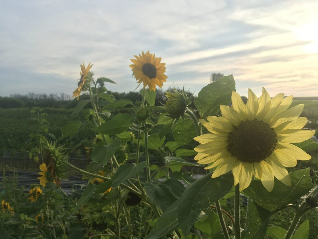 Sunflowers - Awesome August