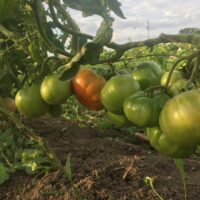 Tomatoes on the vine - Tomato Seedlings