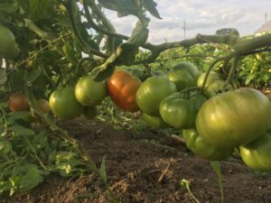 Tomatoes on the vine - Awesome August
