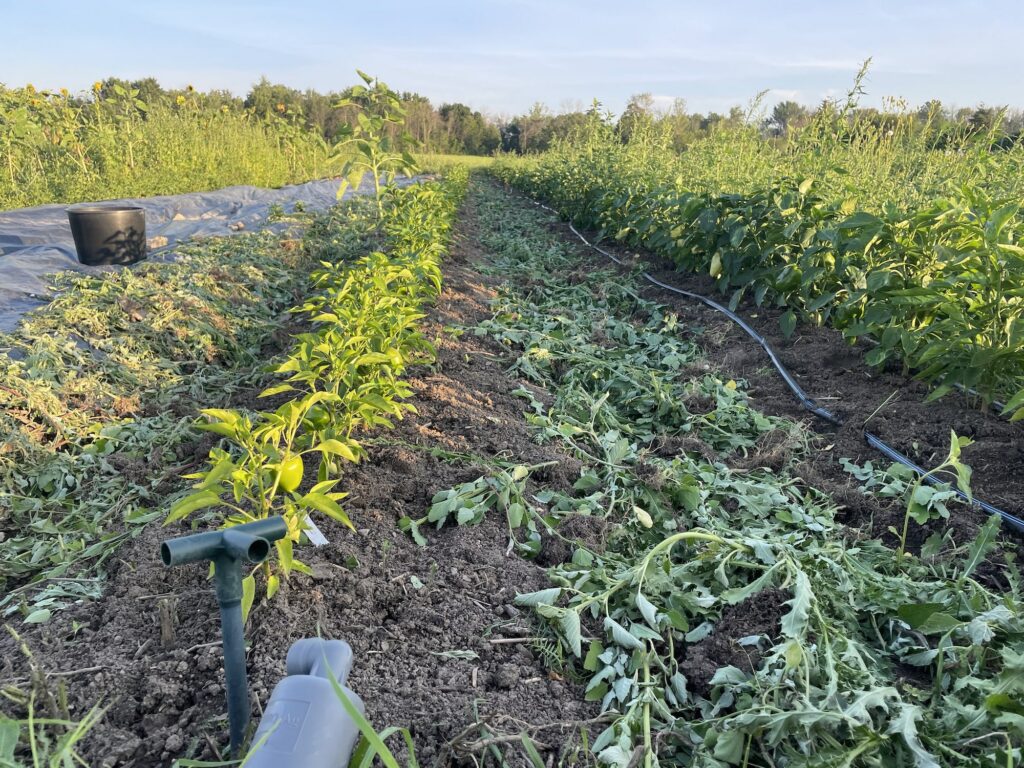 Weeding - Many Hands