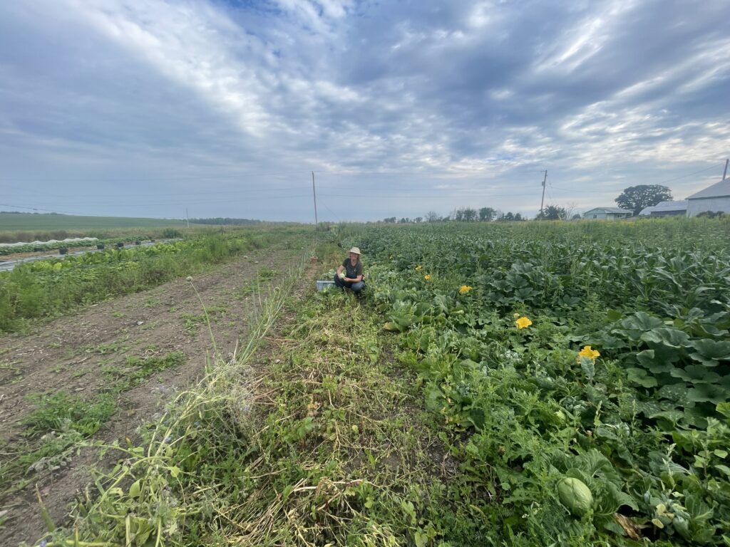 field work - Halfway