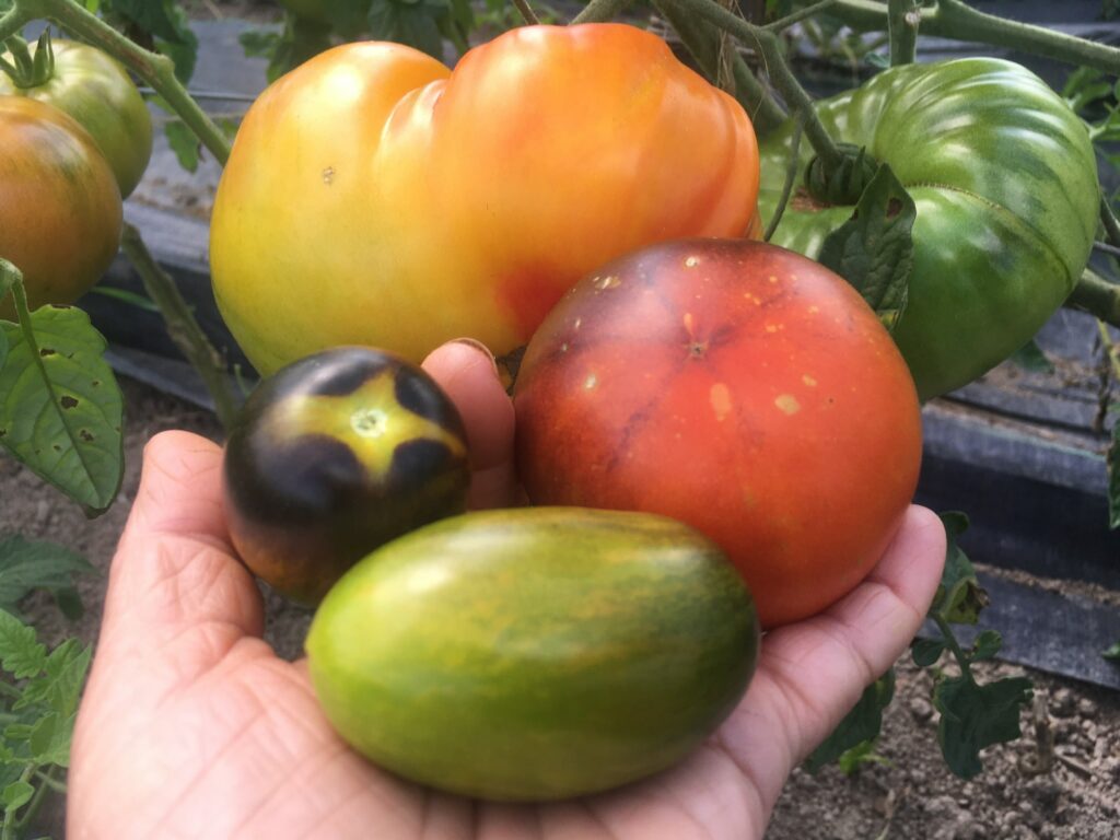 hand full of tomatoes - Misty Mornings and Tomato Rainbows