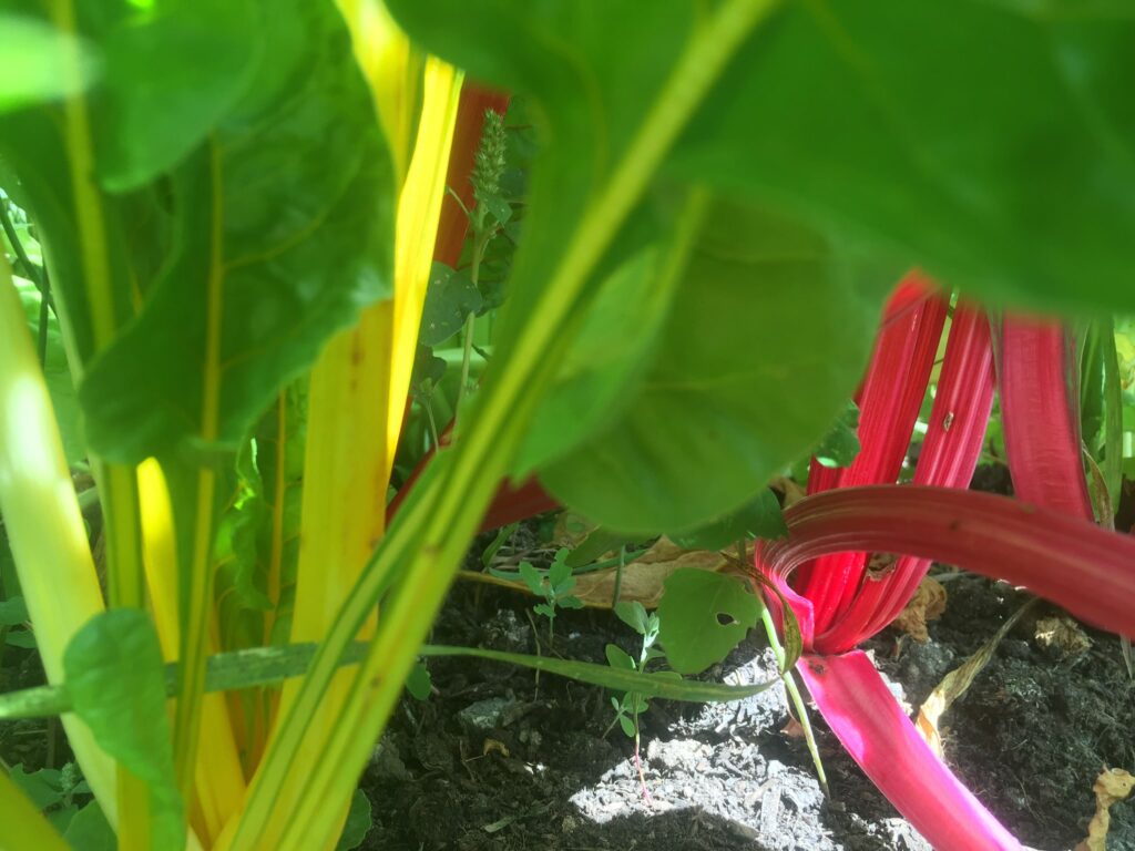 light on stalks - Misty Mornings and Tomato Rainbows