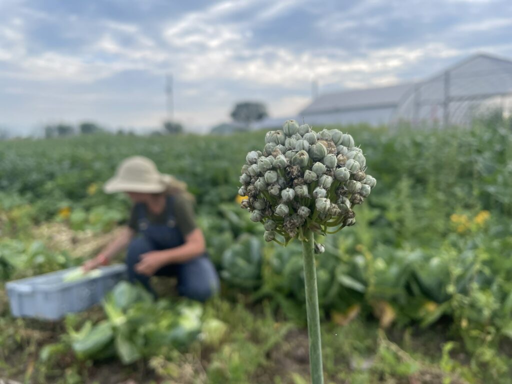 onion flower - Halfway