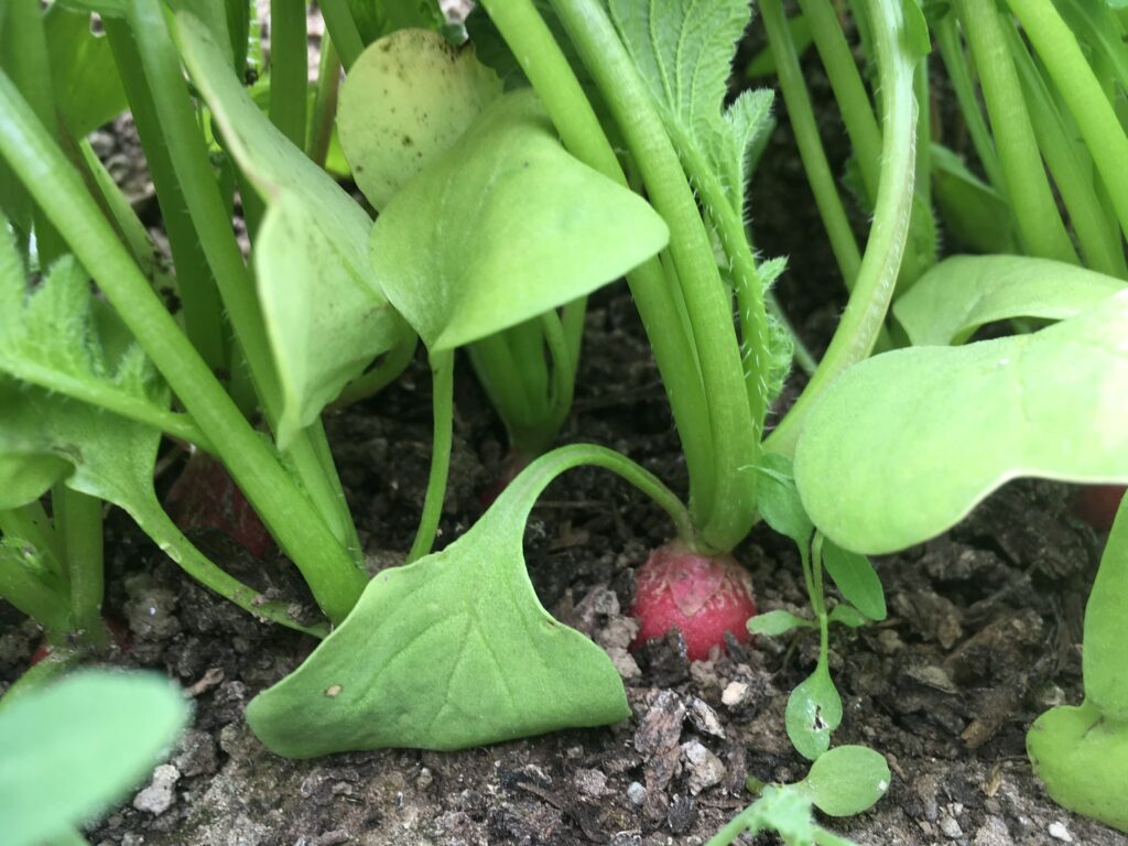radish in the ground - Halfway