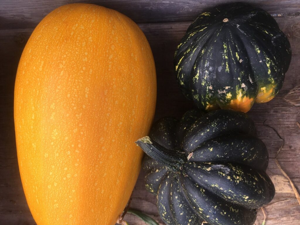 squash - Misty Mornings and Tomato Rainbows