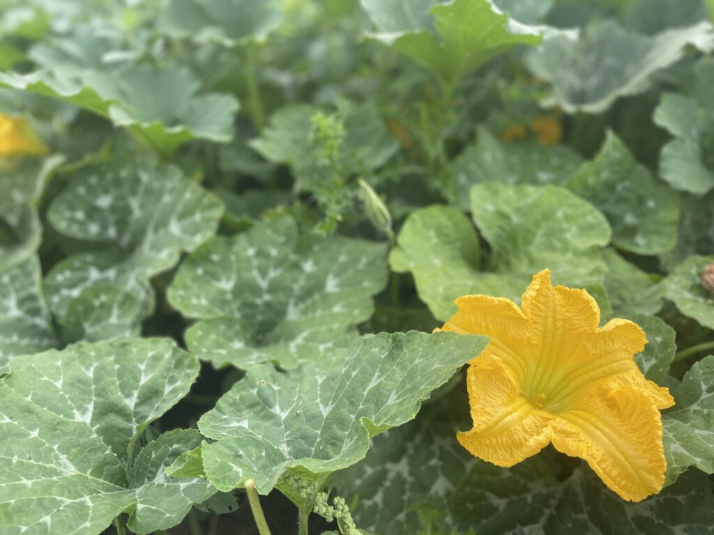 squash flower - Halfway