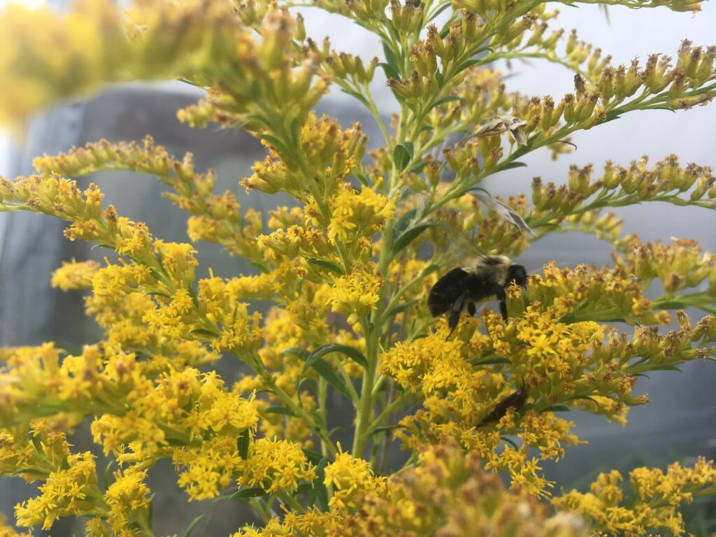 bee on goldenrod - Eat Your (Beet) Greens!