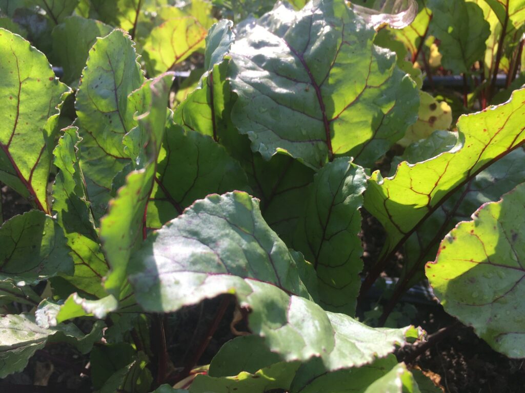 beet greens in the field - Eat Your (Beet) Greens!