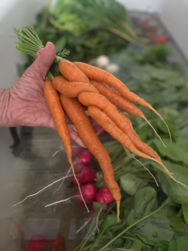 Carrot Entanglement