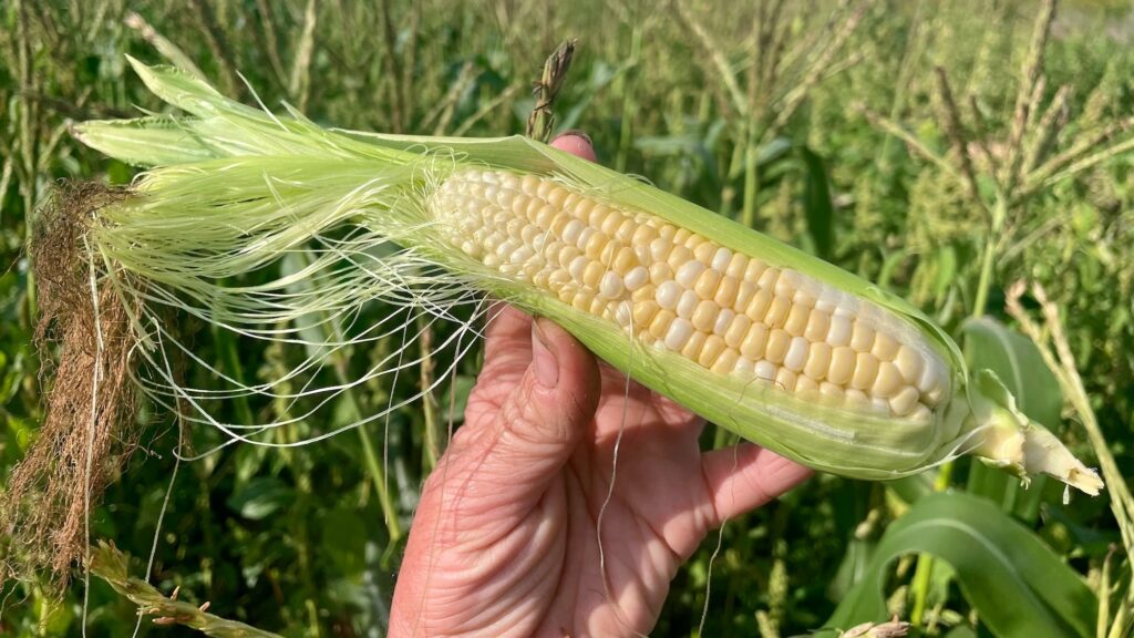 Cute Corn Landscape