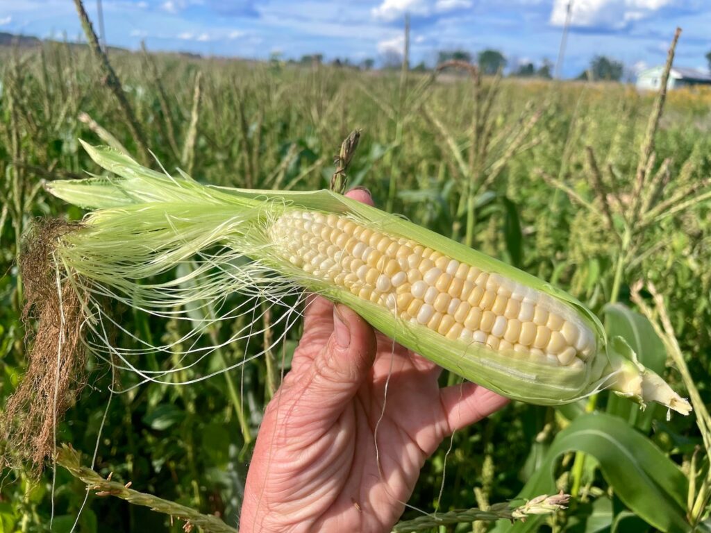 Cute Corn