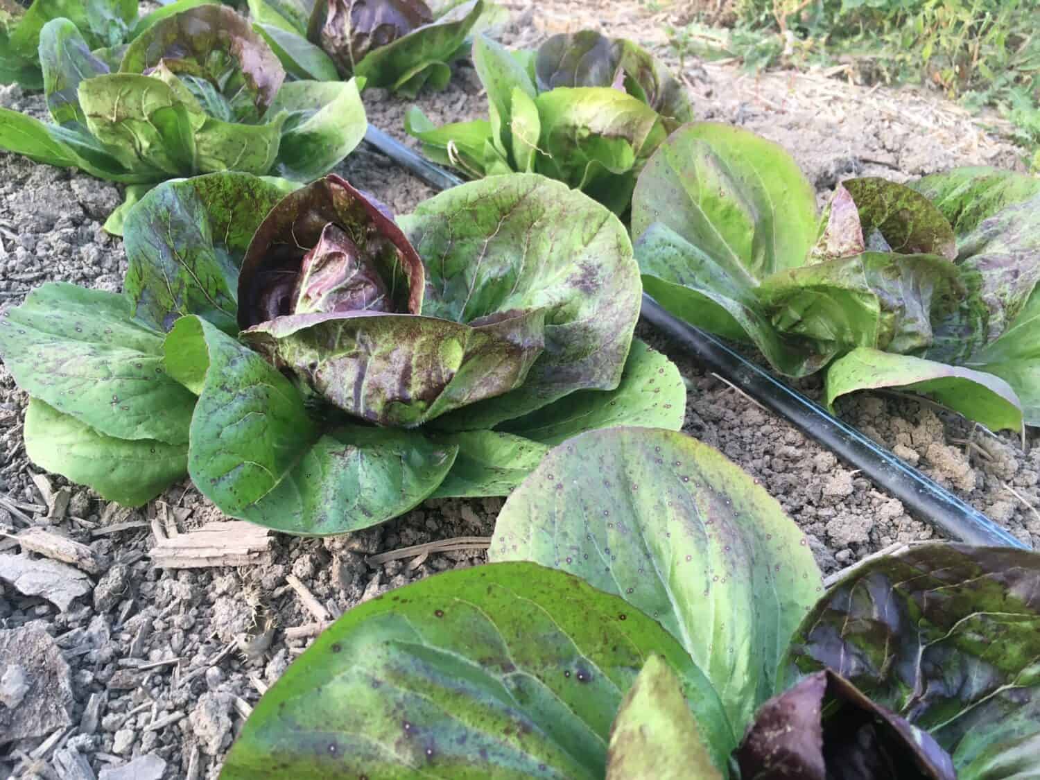 greens in the field - Every Week is Garlic Week 🧄