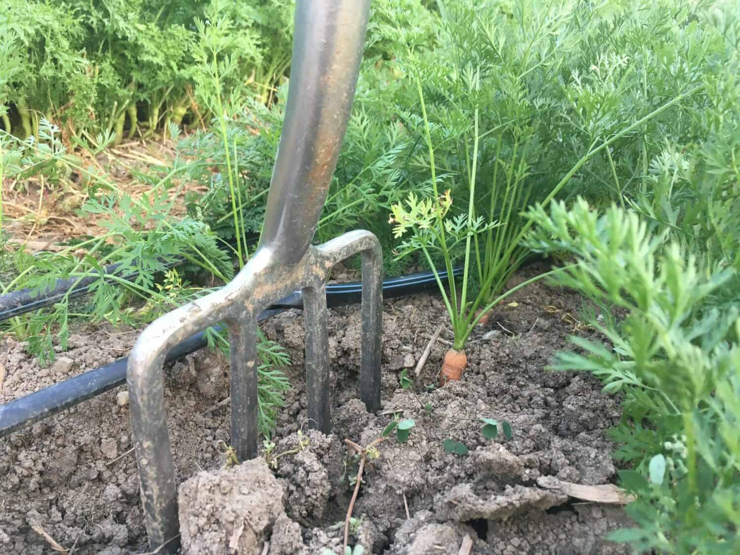 pitchfork in the ground - Every Week is Garlic Week 🧄