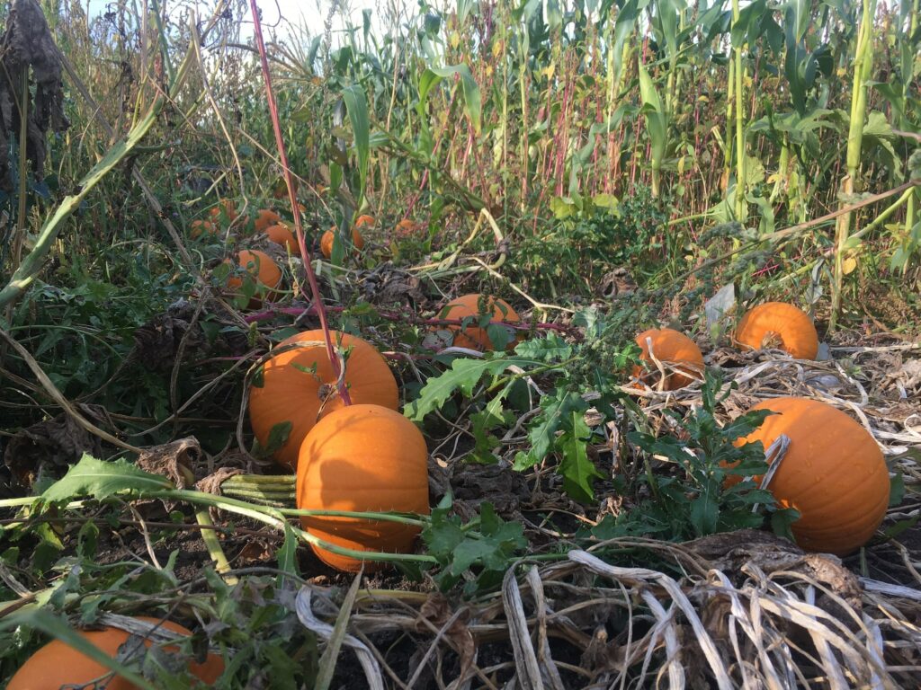 pumpkins - Eat Your (Beet) Greens!