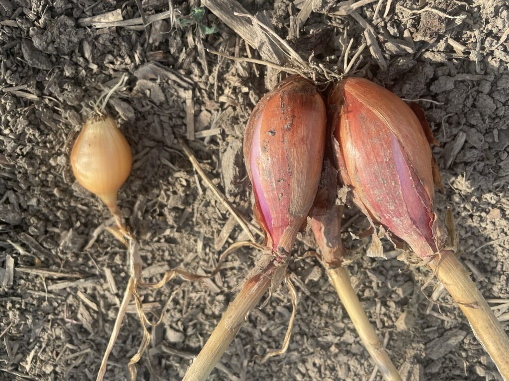 Shallots